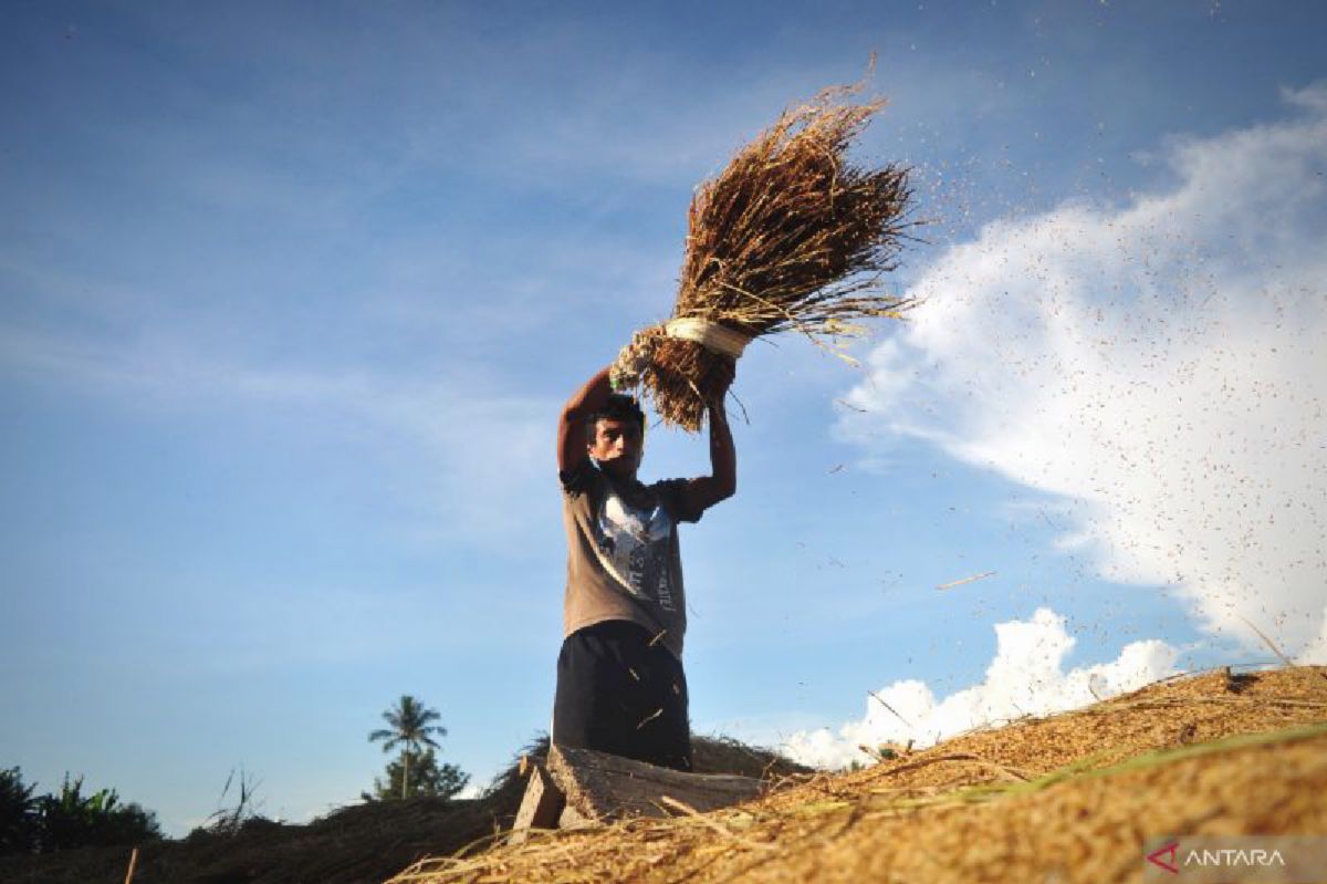Anak Bangsa Ciptakan Bobibos, Bahan Bakar Alternatif dari Jerami