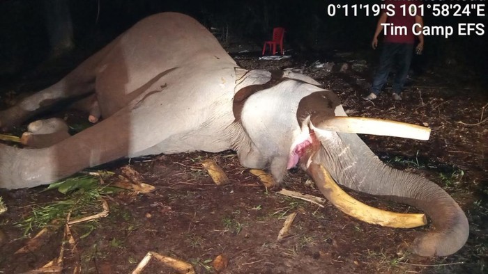 Kapten Indro Berpulang, Gajah Penjaga Tesso Nilo Akhiri Tugas di Usia 45 Tahun