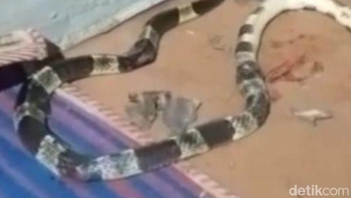 Bocah 5 Tahun di Pekalongan Tewas Dipatuk Ular Weling saat Tidur