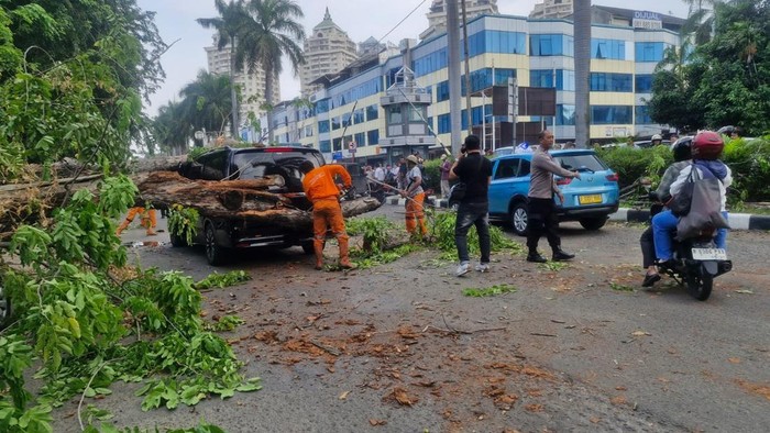 Pohon Pumbang Timpa Mercy dan Taksi di Kelapa Gading, 2 Pengemudi Terluka