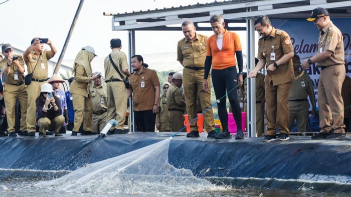 Gubernur Jateng Tinjau Langsung Panen Raya Udang Vaname: Teknologi Closed System Jadi Kunci Produksi 1,3 Ton