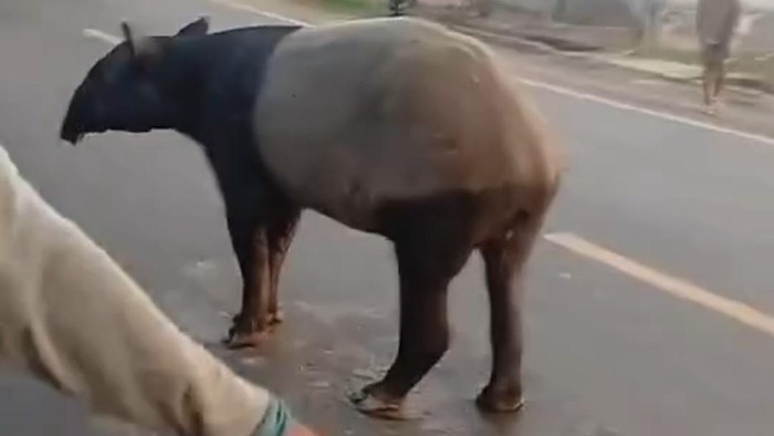 Nasib Nahas Tapir Viral di Lampung, Disembelih Warga dan Diolah Jadi Rica-rica