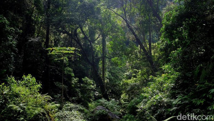 Tersesat Dua Hari di Hutan Lindung Megamendung, Ngatiman Ditemukan Berkat Jejak Kaki