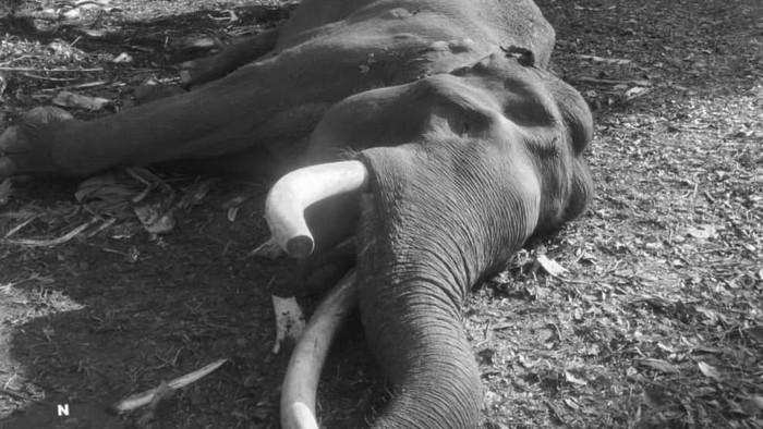 Mengenang Gajah Indro, Kapten Penjaga Konflik Tesso Nilo