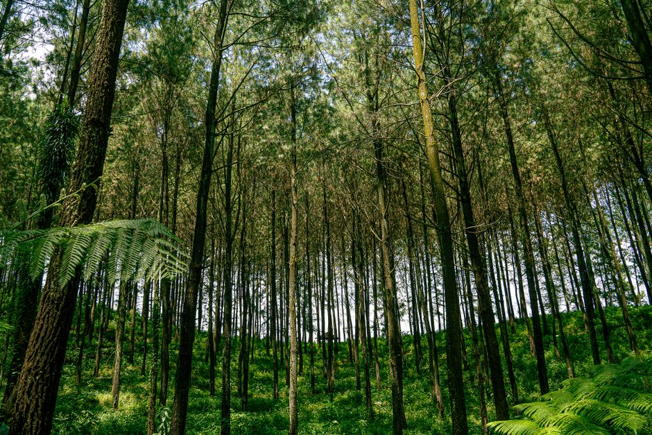 Agrowisata Kopi di Jawa Timur: Destinasi Edukasi dan Liburan yang Menyegarkan