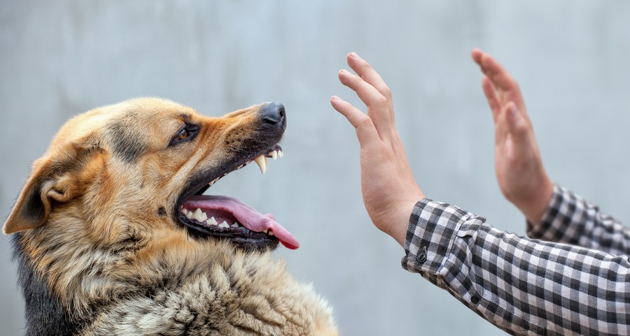 Viral Nenek di Jaktim Dikejar 3 Anjing hingga Luka Kena Gigit