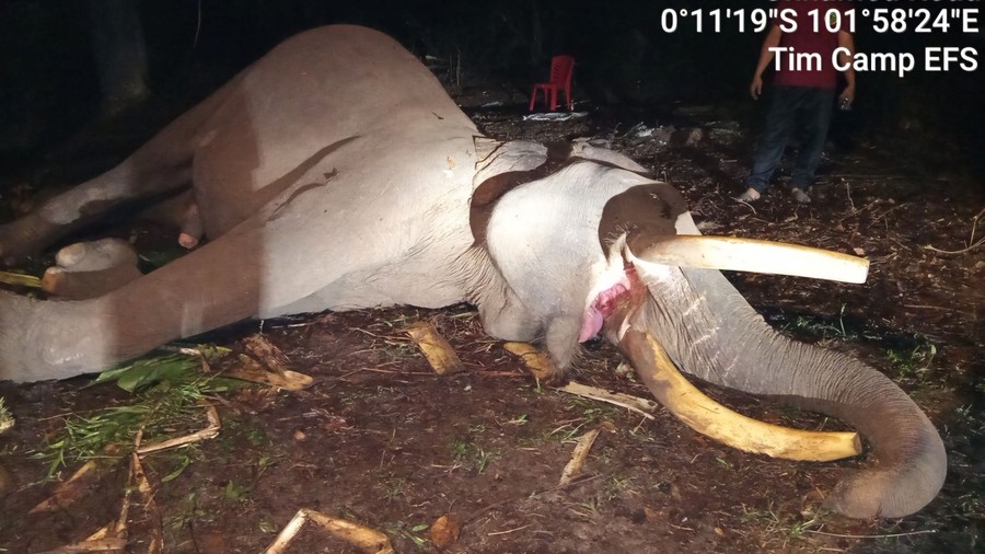 Kronologi Kematian Kapten Indro Sang Gajah Penjaga Konflik Tesso Nilo