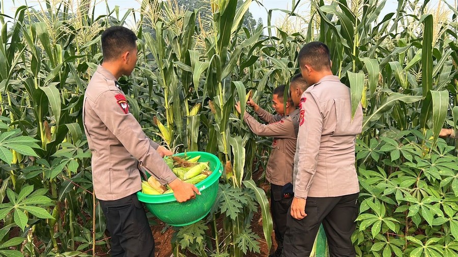 Dukung Ketahanan Pangan, Brimob Polda Metro Panen Jagung untuk Masyarakat