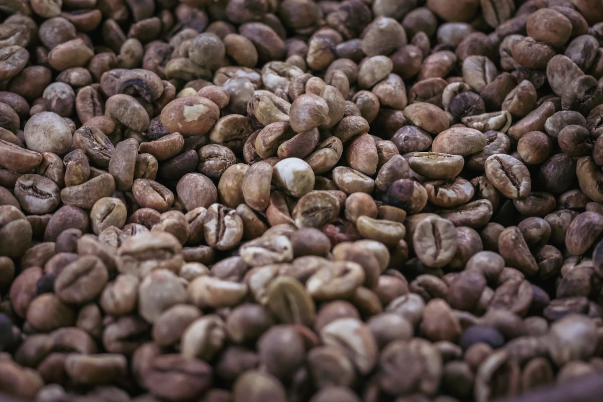 Kopi Luwak: Kontroversi dan Kemewahan Kopi Paling Mahal
