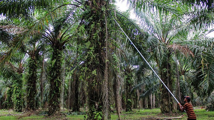 Industri Sawit Hadapi Tantangan, GAPKI Dorong Penguatan Kolaborasi