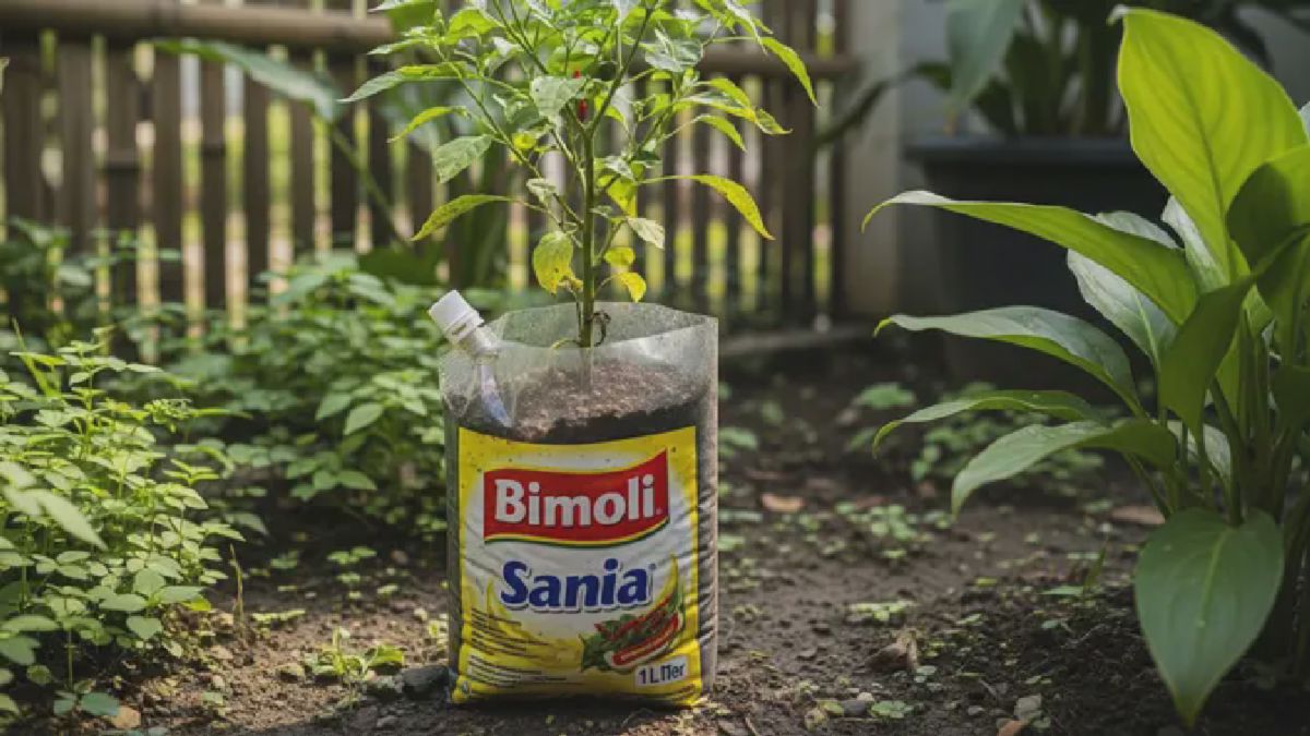 Kemasan Plastik Bekas Minyak Goreng Disulap Jadi Planter Bag Unik