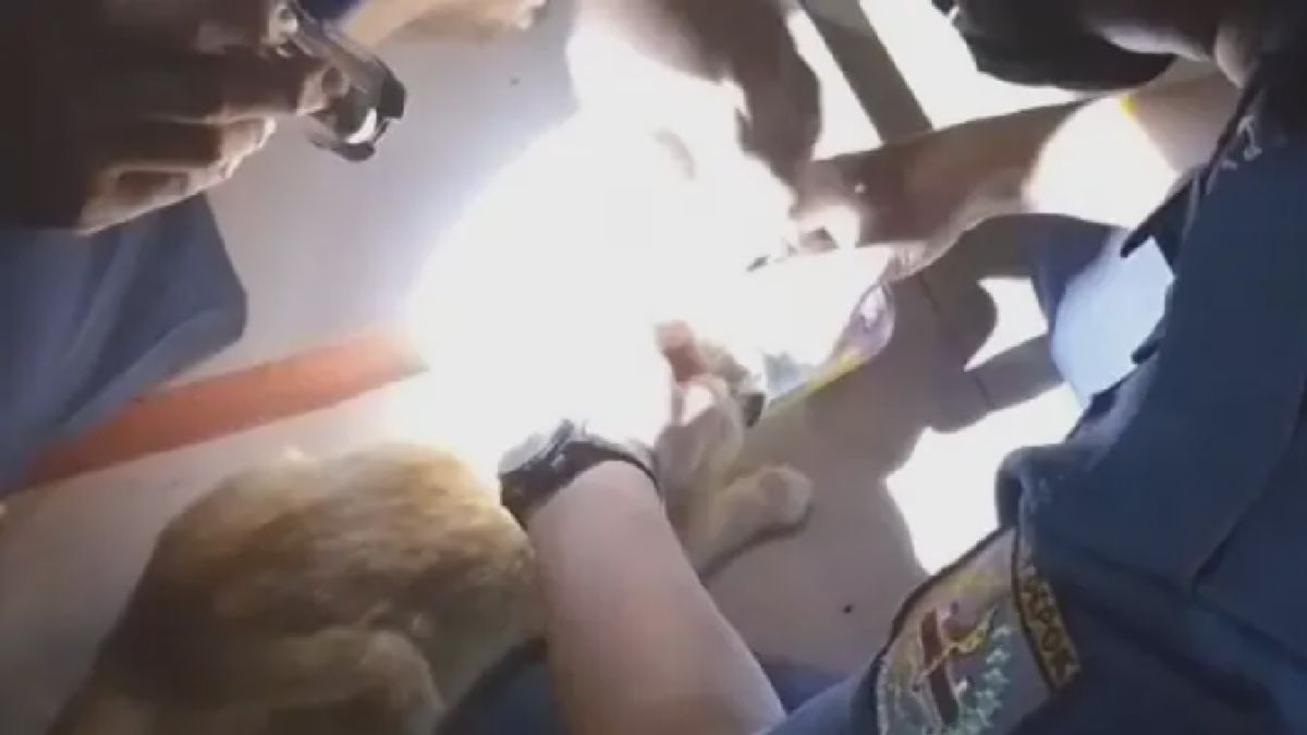 Damkar Depok Evakuasi Kucing yang Kepalanya Tersangkut Kaleng