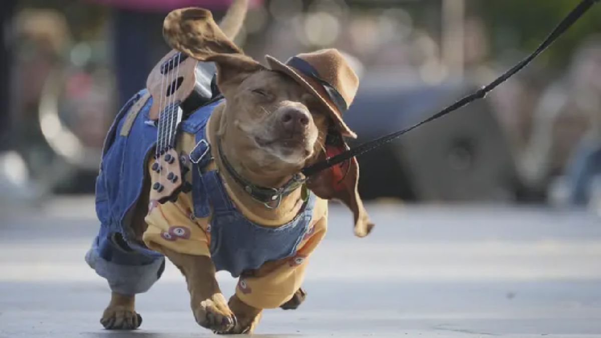 St. Petersburg Gelar Parade Dachshund, Zelenskyy Tiba di KTT NATO Ankara
