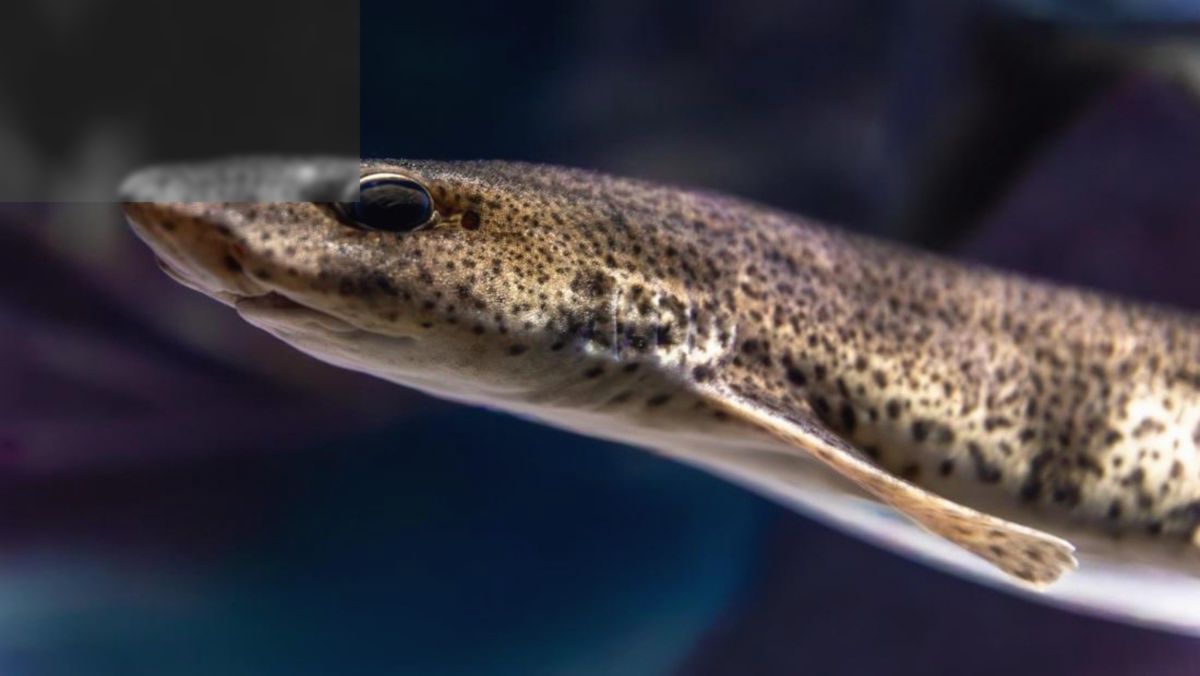 Ikan Sidat Indonesia Kantongi Kandungan Omega-3 Tertinggi Dunia