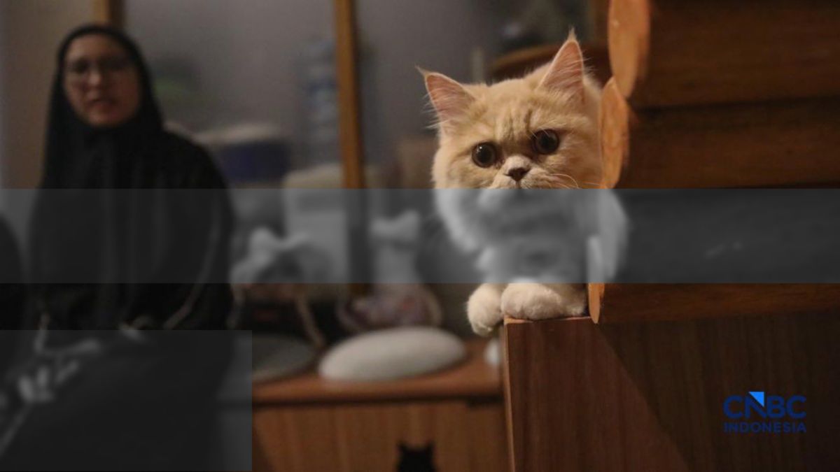 Penyakit Ginjal Kucing Tua: Kenali Gejala dan Penanganan