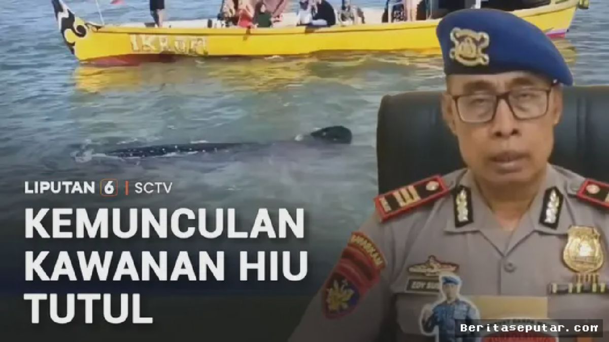 Kawanan Hiu Tutul Muncul di Perairan Pasuruan, Jawa Timur