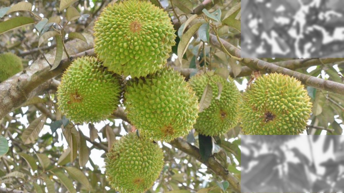 Eropa — Buah Durian Asal RI Dijual Lebih Mahal dari Tas Mewah