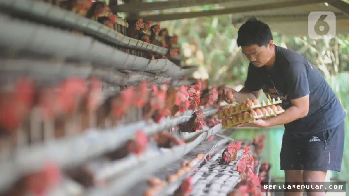 Bogor — Harga Telur Ayam Melonjak, Peternak Rasakan Berkah Akhir Tahun