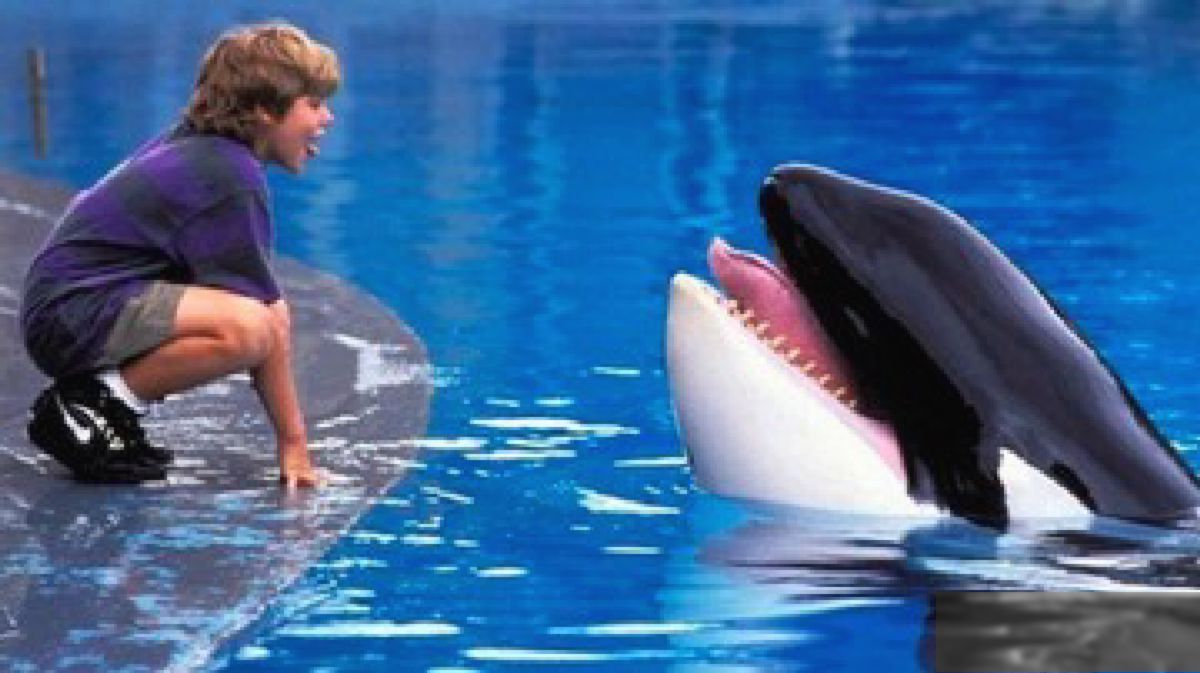Film Legendaris Free Willy Resmi Direboot oleh AGBO Milik Russo Brothers