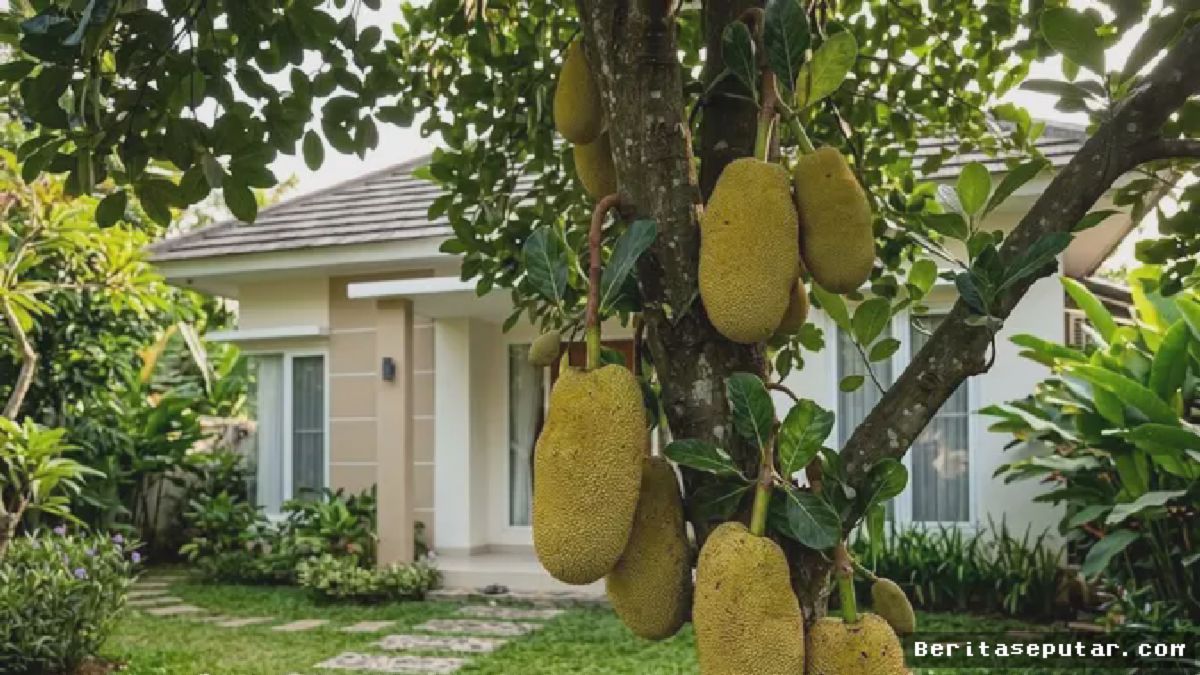 Pohon Cempedak Kian Langka, Padahal Mudah Ditanam
