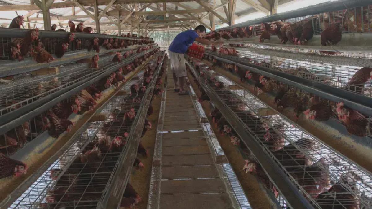 Jakarta – Kementan Tetapkan Harga Acuan Telur Ayam Mulai Juli